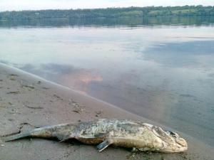 В Запорожье на берег выкинуло огромных рыб