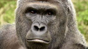 Общественность возмущена убийством гориллы в зоопарке Цинциннати
