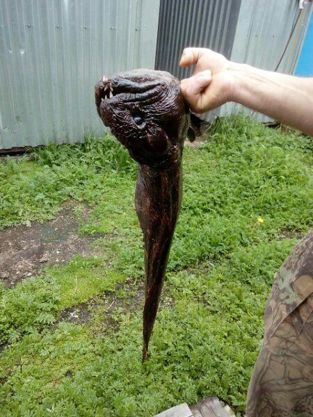Рыба-мутант из реки Кама напугала жителей Татарстана