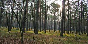 Экс-депутат от «Партии регионов» присвоил 14,8 га леса