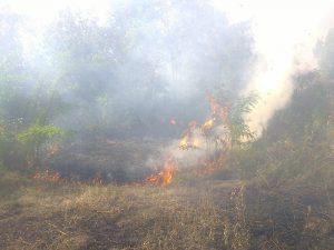 В Украине уровень пожарной опасности квалифицируют как чрезвычайный