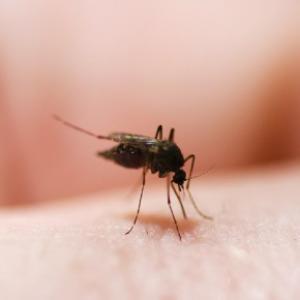 На Харьковщине зафиксирован случай заболевания тропической малярией